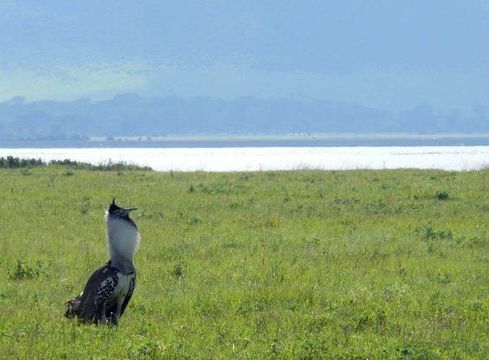 Image of Kori Bustard