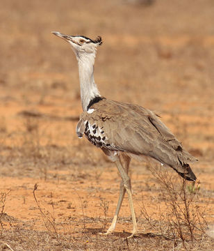 Image of Kori Bustard