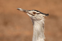 Image of Kori Bustard