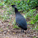 Image of Crested Guineafowl