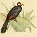 Image of Violet Turaco