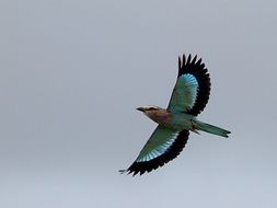 Image of Coracias Linnaeus 1758