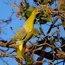 Image of African Green Pigeon