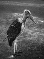 Image of <i>Leptoptilos crumeniferus</i> (Lesson 1831)