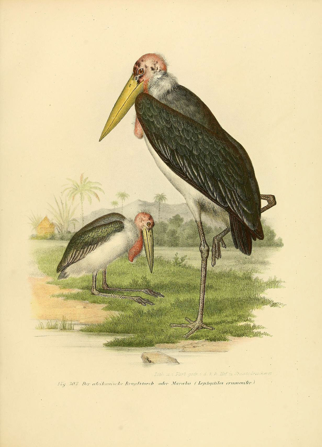 Image of <i>Leptoptilos crumeniferus</i> (Lesson 1831)
