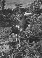 Image of Abdim's Stork