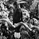 Image of Black-casqued Hornbill