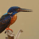 Image of Shining-blue Kingfisher