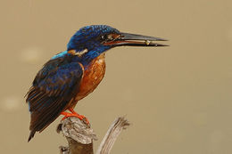 Image of Shining-blue Kingfisher