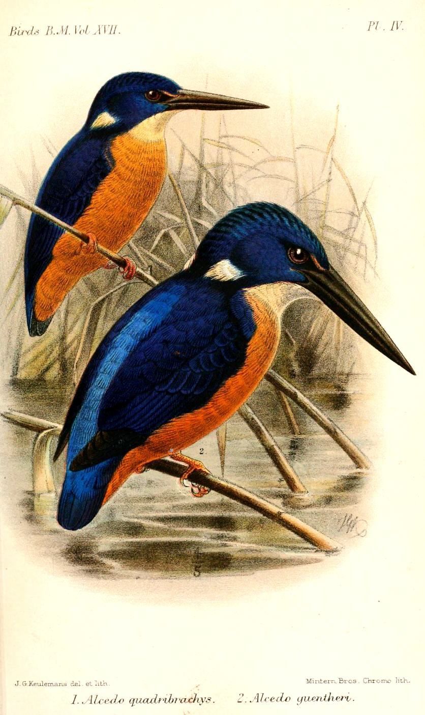 Image of Shining-blue Kingfisher