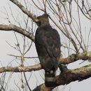 Image of Crowned Hawk-Eagle