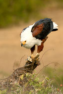 Image of African Fish Eagle