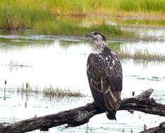 Image of African Fish Eagle