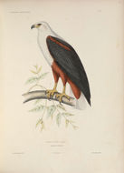 Image of African Fish Eagle