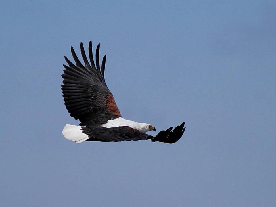 Image of African Fish Eagle