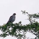 Image of Ovambo Sparrowhawk