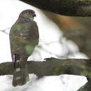 Image of Little Sparrowhawk