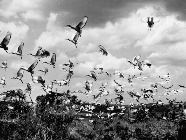 Image of African Sacred Ibis