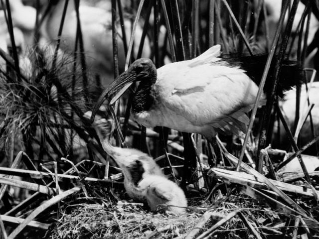 Image of African Sacred Ibis