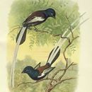 صورة Terpsiphone viridis speciosa (Cassin 1859)