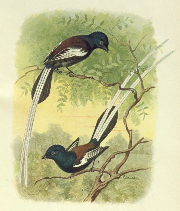 Image of Terpsiphone viridis speciosa (Cassin 1859)