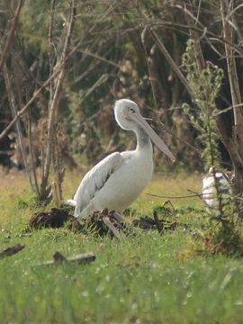 Image of Pink-backed Pelican