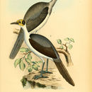 Image of Picathartes Lesson & R 1828