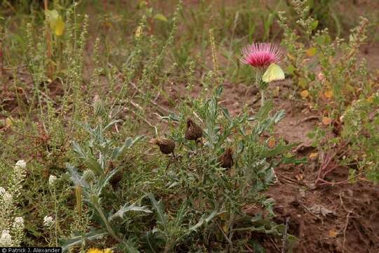 Image of wavyleaf thistle