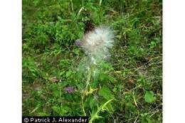 Image of Spear Thistle