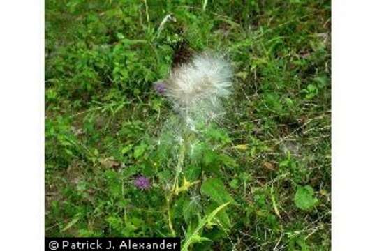 Image of Spear Thistle