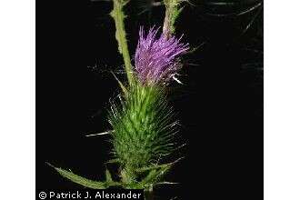 Image of Spear Thistle