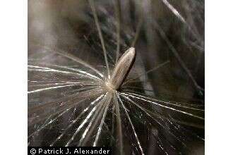 Image of Spear Thistle