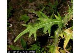 Image of Spear Thistle