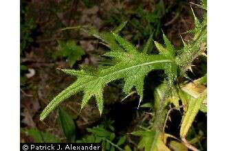 Image of Spear Thistle