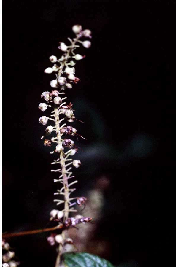 Image of coastal sweetpepperbush