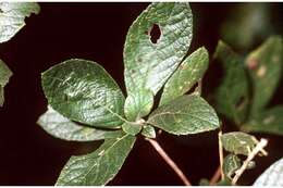 Image of coastal sweetpepperbush