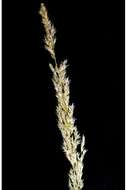 Imagem de Agrostis exarata Trin.