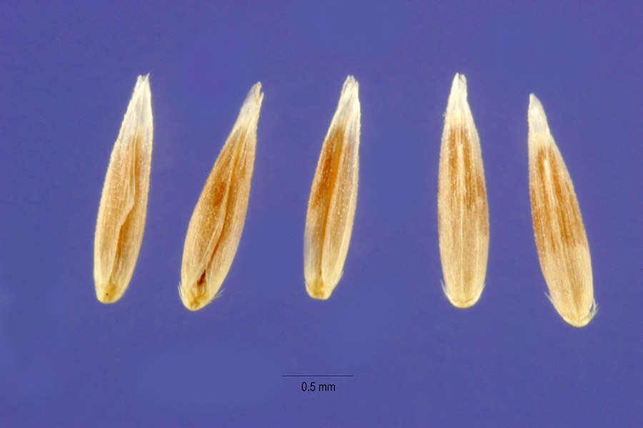 Imagem de Agrostis exarata Trin.