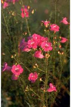 Image of Beach False Foxglove