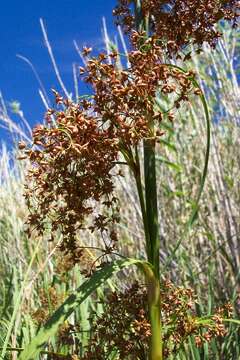 Image of California Saw-Grass