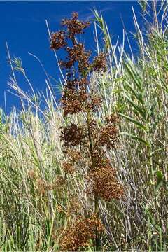 Imagem de Cladium mariscus subsp. californicum (S. Watson) Govaerts