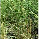Image of Siberian wheatgrass