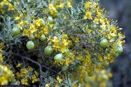 Image of bladderpod spiderflower