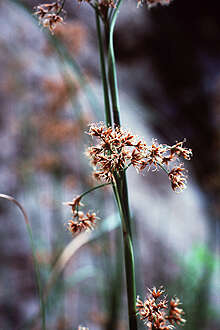 Image of Jamaica swamp sawgrass