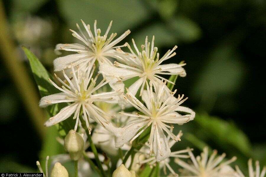 Image of western white clematis