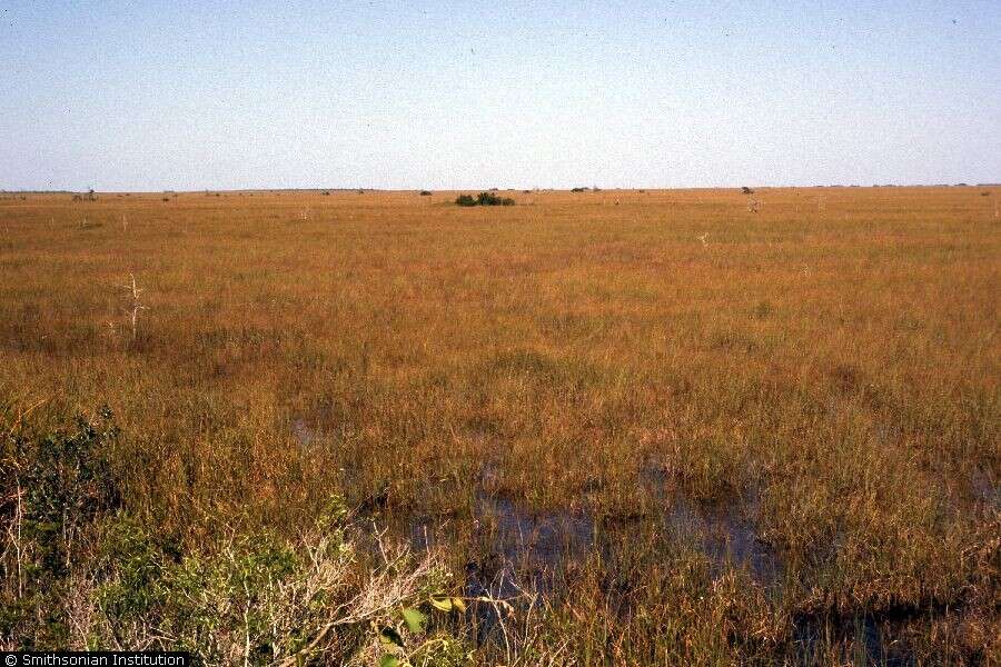 Image of Jamaica swamp sawgrass