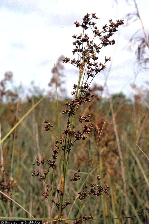 Cladium mariscus subsp. jamaicense (Crantz) Kük.的圖片