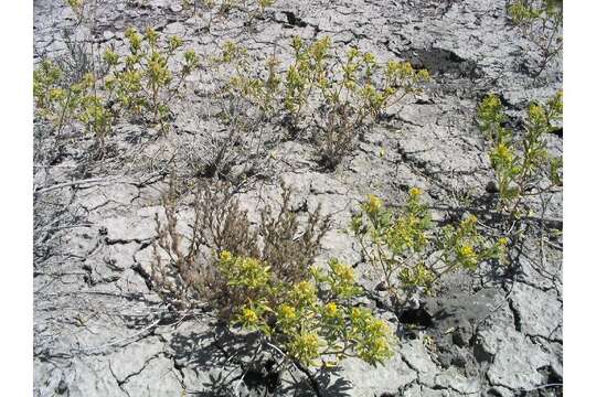 Image of Rocky Mountain stickweed