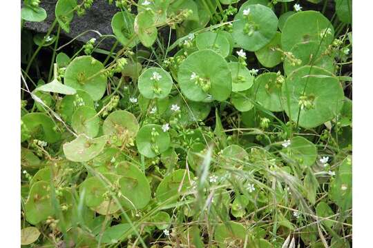 Image of miner's lettuce