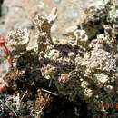 Image de Cladonia pocillum